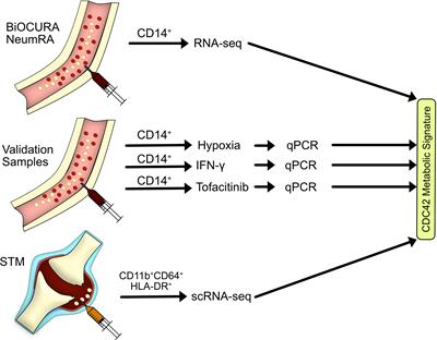 Metabolic signature and proteasome activity controls synovial migration of CDC42hiCD14+ cells in rheumatoid arthritis